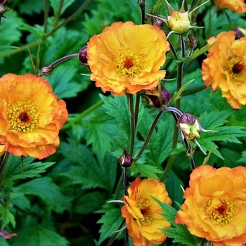 Geum 'Mango Lassi' 