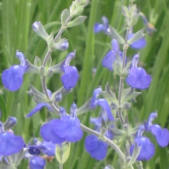 Salvia chamaedryoides