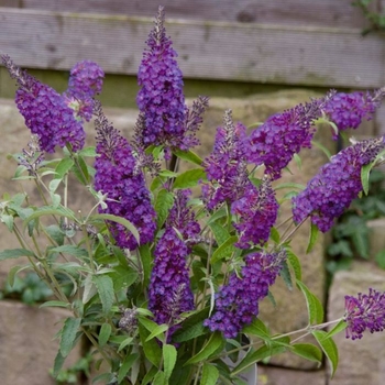 Buddleia davidii 'Tobudpipur' PP22064