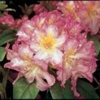 Rhododendron 'Hoopla' 