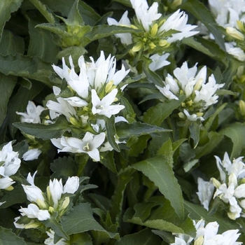 Campanula glomerata 'Genti White' 