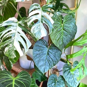 Philodendron 'Multiple Varieties' 