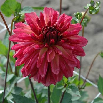 Dahlia 'Bacardi' 