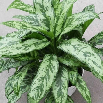 Aglaonema 