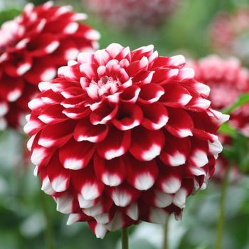 Dahlia 'Checkers' 