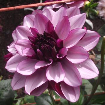 Dahlia 'Creme de Cassis'