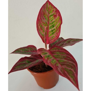 Aglaonema 'Queen Of Siam' 