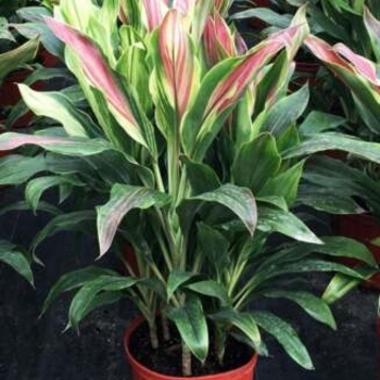 Cordyline fruticosa 'Sherbertii' 