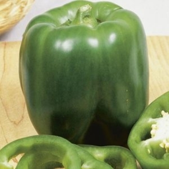 Capsicum annuum 'Better Belle II' 