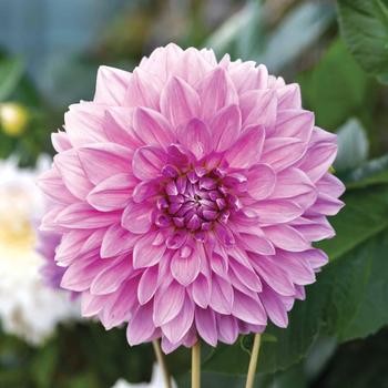 Dahlia 'Lavender Perfection' 