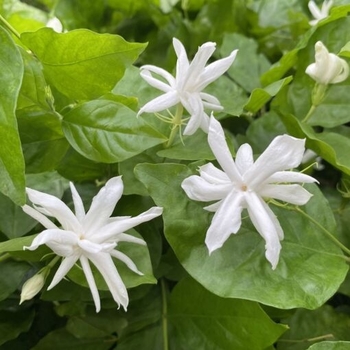 Jasminum sambac 'Belle of India' 