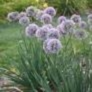 Allium 'Bubble Bath' 
