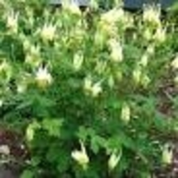 Aquilegia canadensis 'Corbett' 