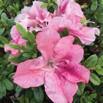 Rhododendron 'RLH1-19P17' 
