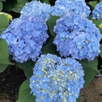 Hydrangea macrophylla 'COF HM1' 