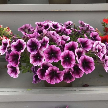 Petunia 'Iceberg' 