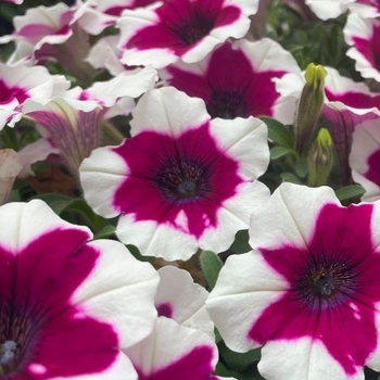 Petunia 'Iced Berry' 