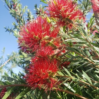 Callistemon viminalis 'CV01' 