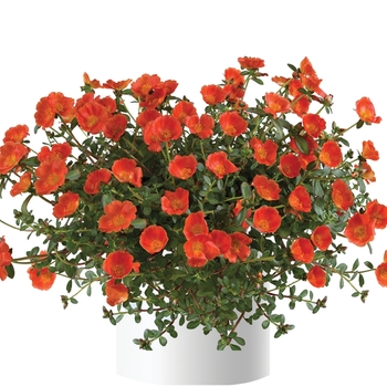 Portulaca oleracea 'Orange' 