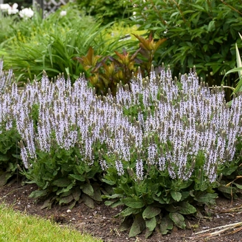 Salvia nemerosa 'Bumblesky' PP30085