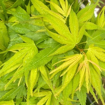 Acer palmatum 'Mikawa Yatsubusa' 
