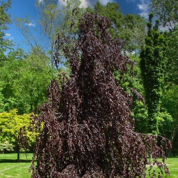 Fagus sylvatica 'Purple Fountain' 