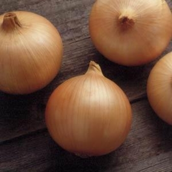 Allium cepa 'Candy' 