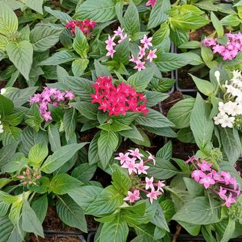 Pentas lanceolata