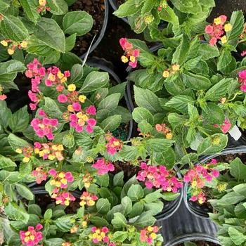 Lantana 'Cherry' 