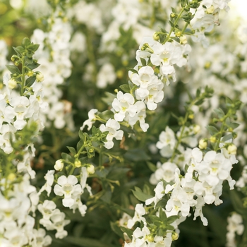 Angelonia 'White' 