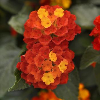 Lantana camara Shamrock™ Red