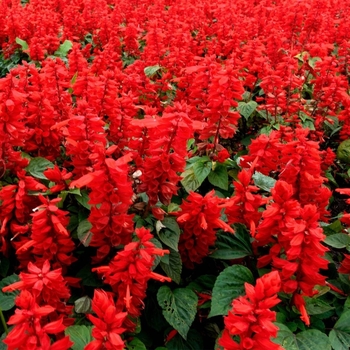 Salvia splendens 'Red' 