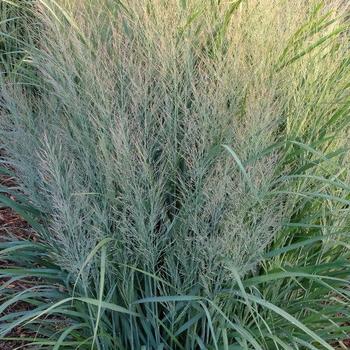 Panicum virgatum 'Gunsmoke' 