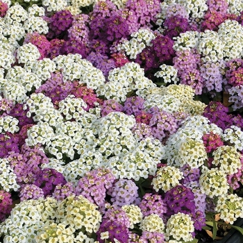 Lobularia maritima 'Wonderland Mix' 