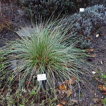 Festuca californicum 'Phil's Silver' 