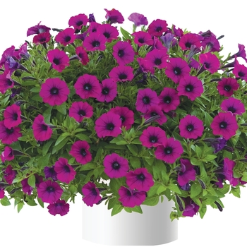 Petunia 'Littletunia™ Blue Vein' 