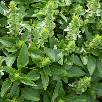 Ocimum basilicum 'Spicy Globe' 