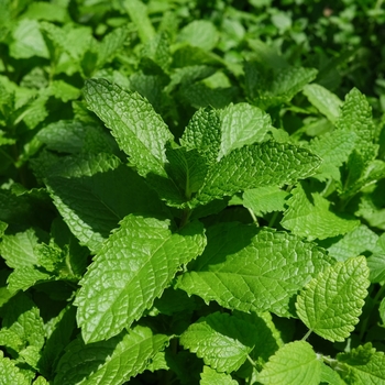 Mentha spicata 'Kentucky Colonel' 