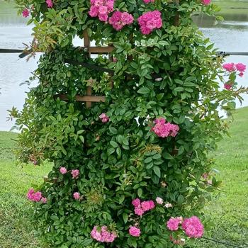 Rosa 'Peggy Martin' 