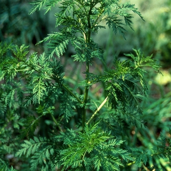 Artemisia annua