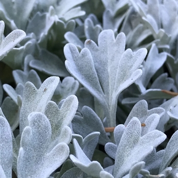 Artemisia stelleriana