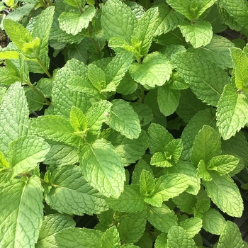 Mentha spicata 'Mojito Cocktail Mint' 