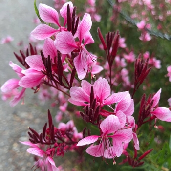 Gaura lindheimeri 'Siskiyou Pink' 
