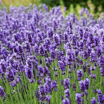 Lavandula angustifolia 'Vera' 