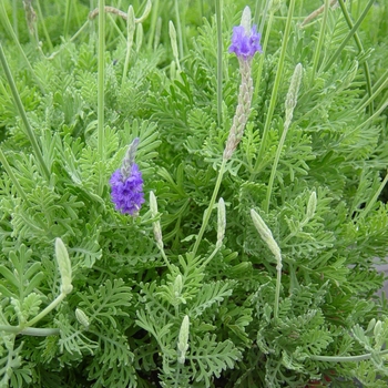 Lavandula multifida