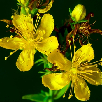 Hypericum perforatum