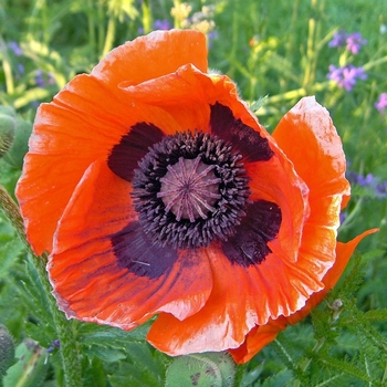 Papaver orientale