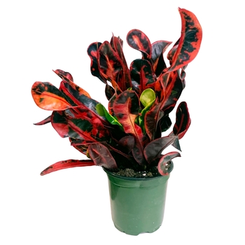 Codiaeum variegatum 'Mammy' 
