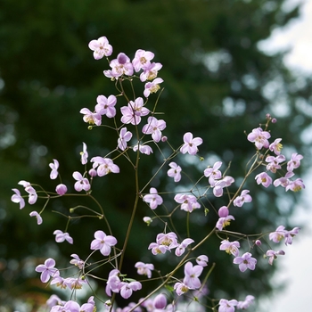 Thalictrum rochebrunianum