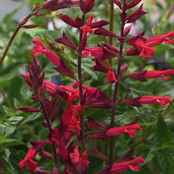 Salvia darcyi x microphylla 'PWIN025' 